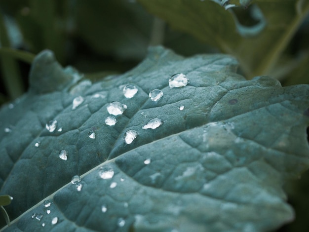 Photo close-up of water drops on leaf