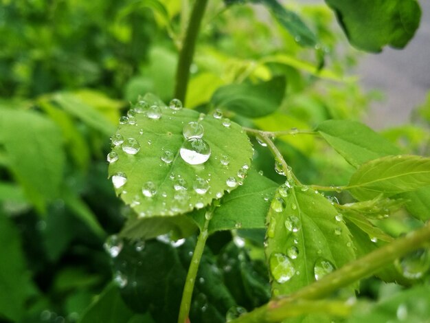 葉の上の水滴のクローズアップ