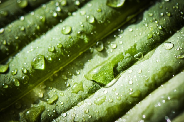 close-up of water drops on leaf
