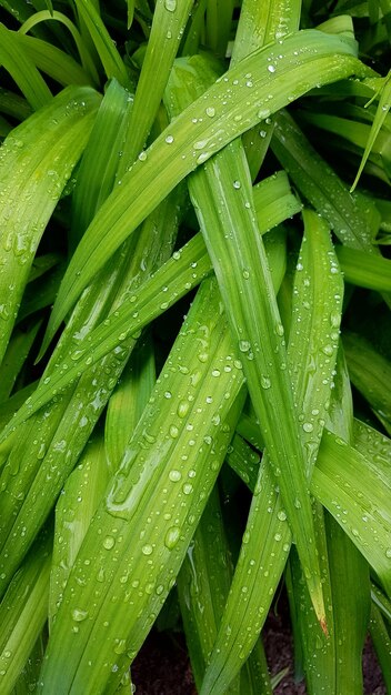 Foto prossimo piano delle gocce d'acqua sulla foglia