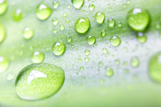 Photo close-up of water drops on leaf