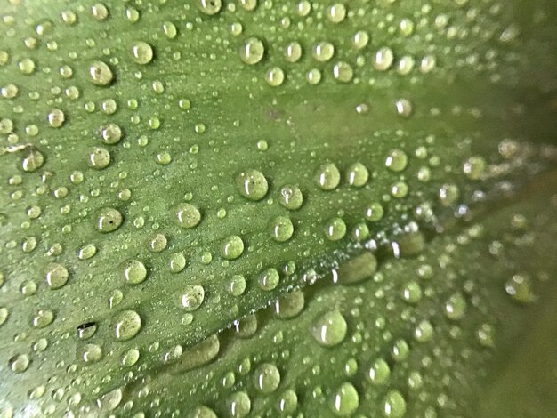 Close-up of water drops on leaf