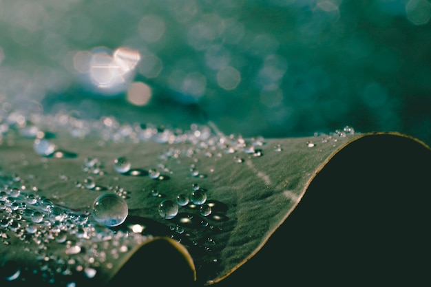 Foto close-up di gocce d'acqua sulla foglia