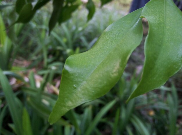 Close-up of water drops on leaf