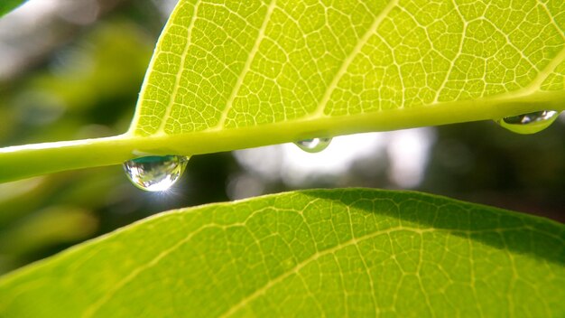 Photo close-up of water drops on leaf