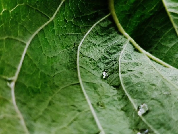 Photo close-up of water drops on leaf