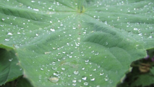 Close-up of water drops on leaf