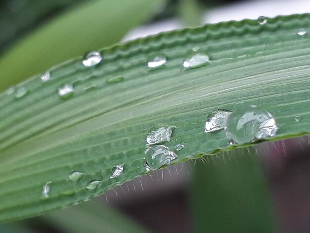 Close-up of water drops on leaf