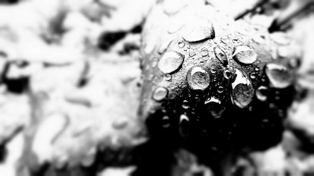 Close-up of water drops on leaf