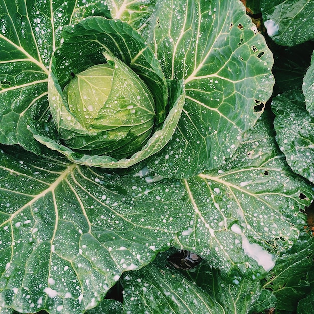 Close-up of water drops on leaf