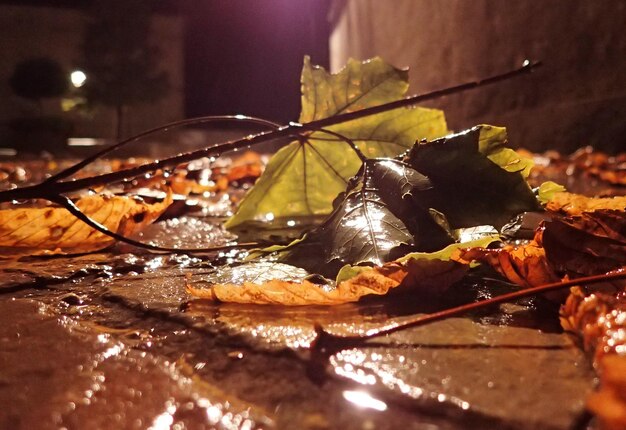 Foto prossimo piano delle gocce d'acqua sulle foglie durante l'autunno