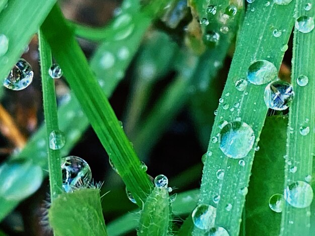 Close-up of water drops on leaves during rainy season