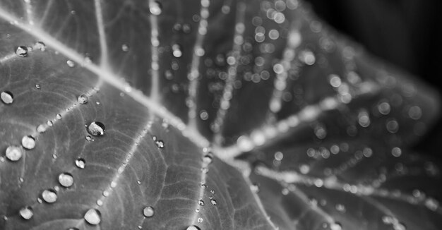 Close-up of water drops on leaves during rainy season