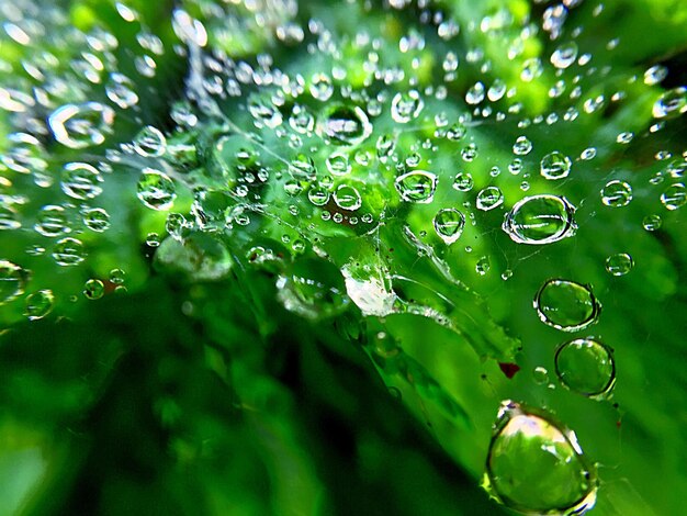 Close-up of water drops on leaves during rainy season