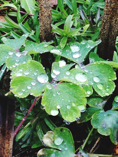 Photo close-up of water drops on leaves