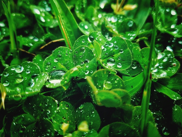 Close-up of water drops on leaves