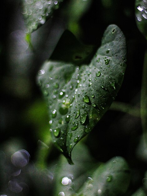 Foto close-up di gocce d'acqua sulle foglie