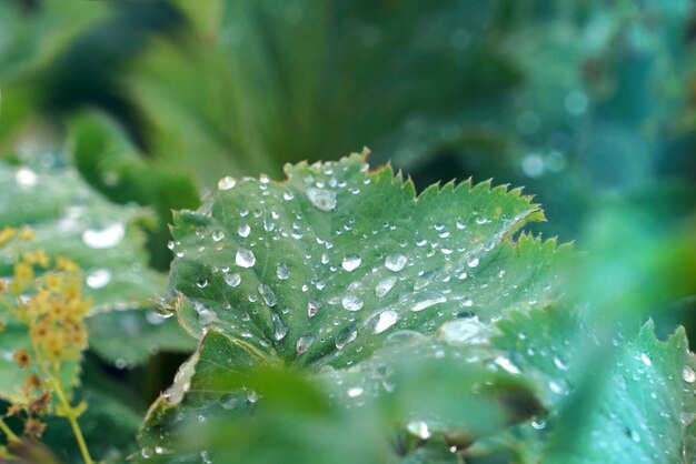 Close-up of water drops on leaves