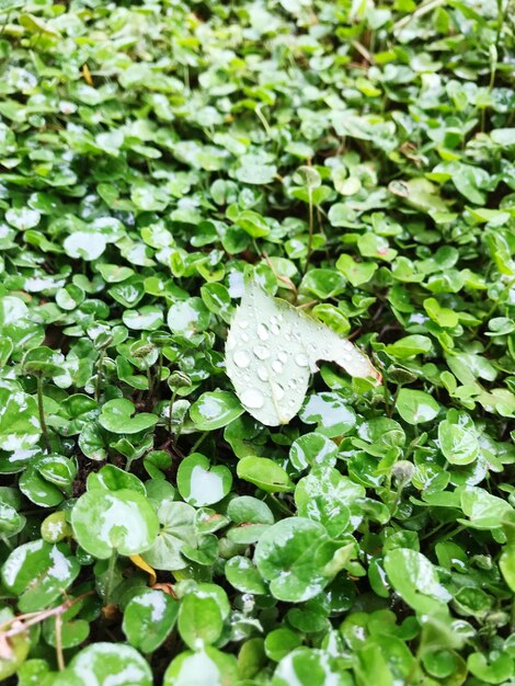 Close-up of water drops on leaves