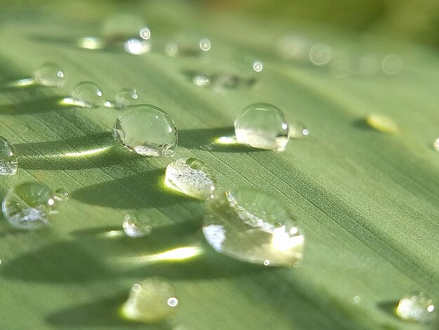 Close-up of water drops on leaves