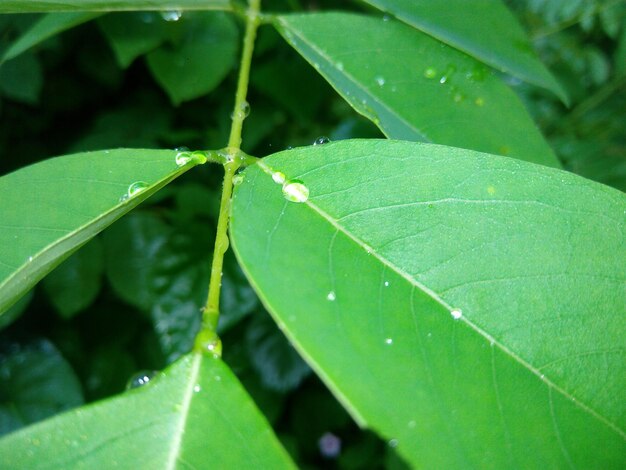 Close-up of water drops on leaves