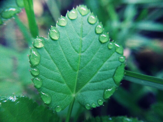 Close-up of water drops on leaves