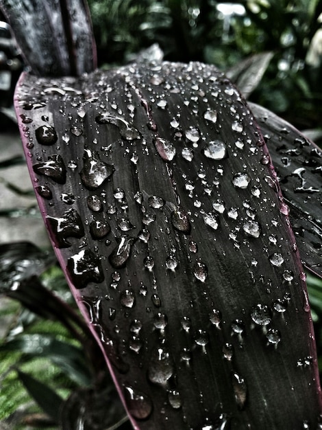 Foto close-up di gocce d'acqua sulle foglie