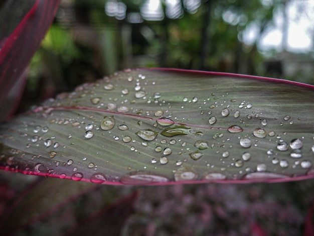 잎 에 떨어지는 물방울 의 클로즈업