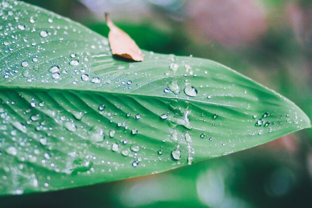 Photo close-up of water drops on leaves