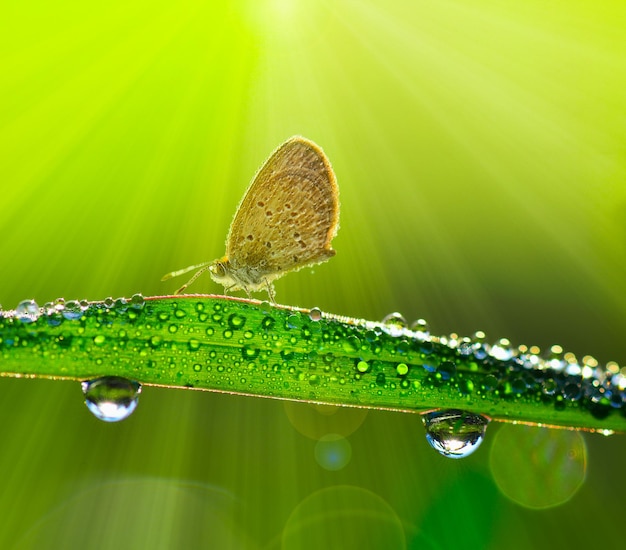 Foto close-up di gocce d'acqua sulle foglie