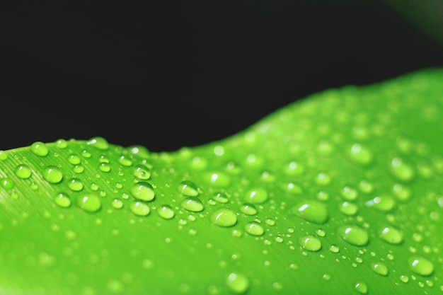 Photo close-up of water drops on leaves