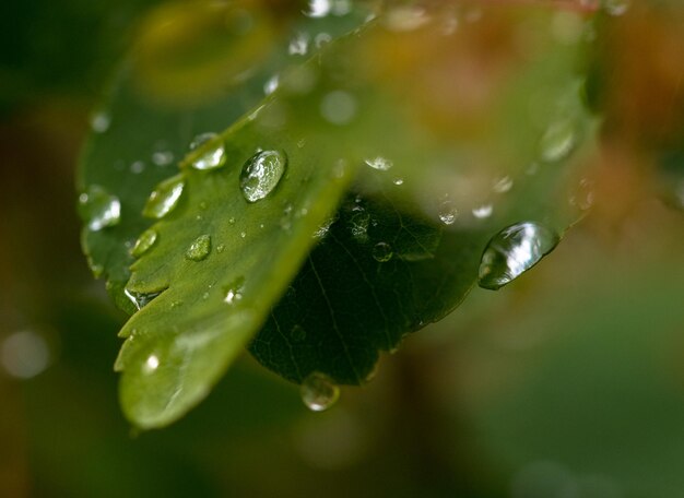 Close-up of water drops on leaves