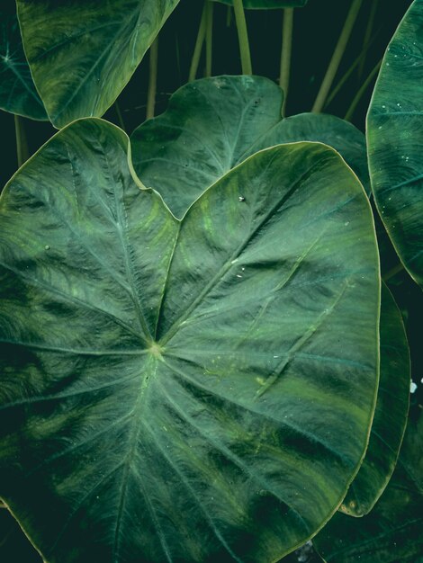 Photo close-up of water drops on leaves