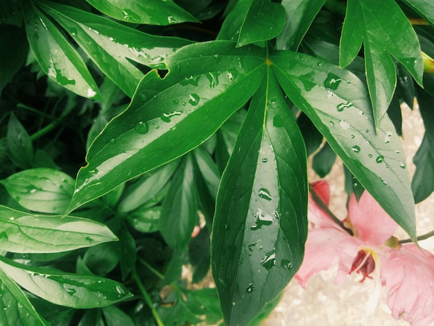 Close-up of water drops on leaves