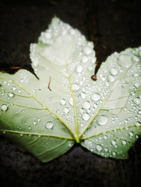 Foto close-up di gocce d'acqua sulle foglie