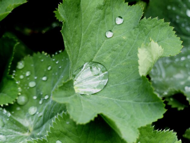 Foto close-up di gocce d'acqua sulle foglie