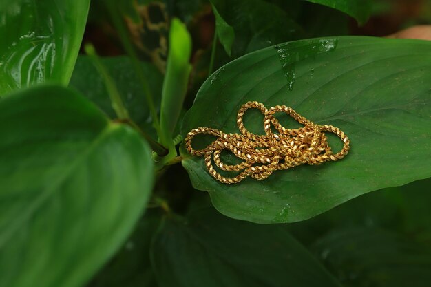 Photo close-up of water drops on leaves