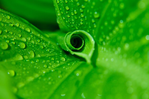 Foto close-up di gocce d'acqua sulle foglie