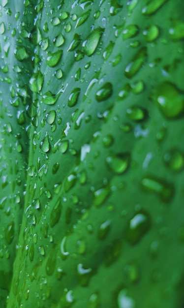 Foto close-up di gocce d'acqua sulle foglie.