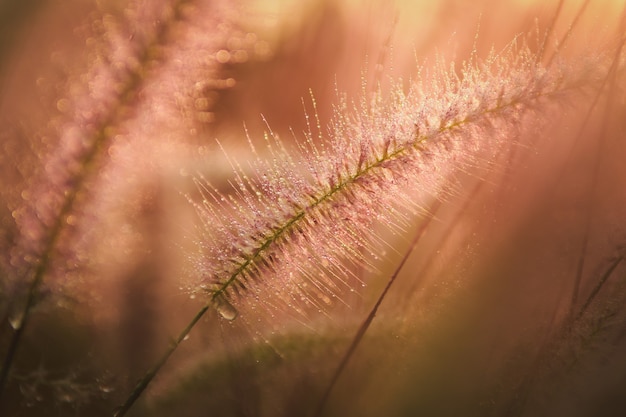 写真 クローズアップ水は、朝のヴィンテージトーンの花草と日の出の背景にドロップします。