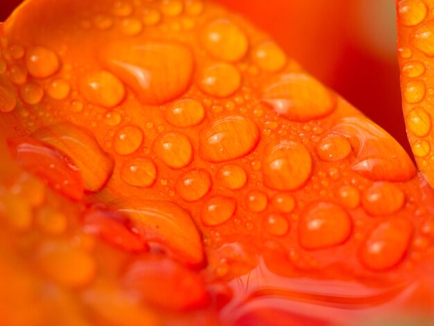 Foto prossimo piano delle gocce d'acqua sul fiore d'arancia