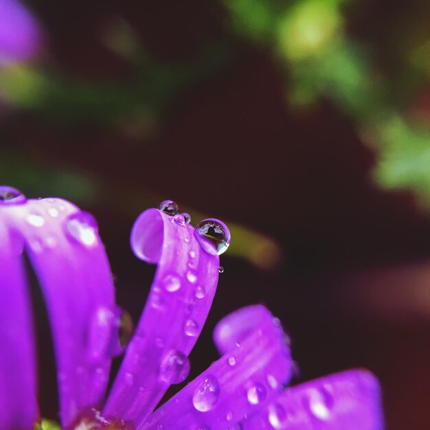 Photo close-up of water drops on petals