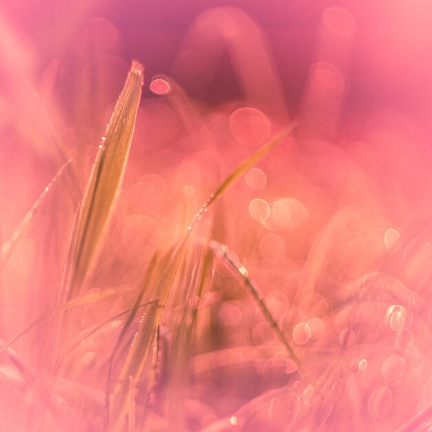 Close-up of water drops on pink flower