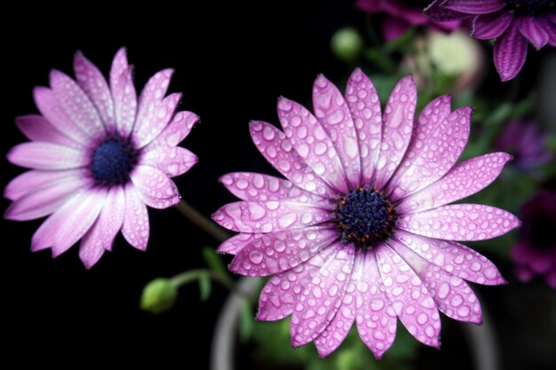 Foto close-up di gocce d'acqua su un fiore rosa