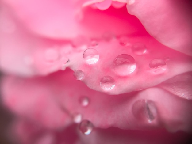 Photo close-up of water drops on pink flower