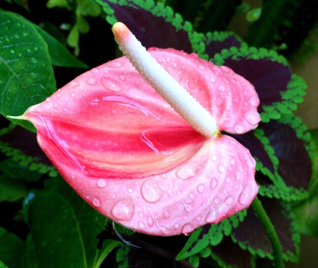 Close-up of water drops on pink flower