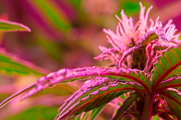 Foto close-up di gocce d'acqua su una pianta a fiori rosa