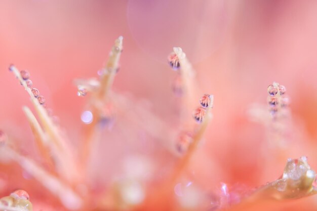 ピンクの花の植物に落ちる水のクローズアップ