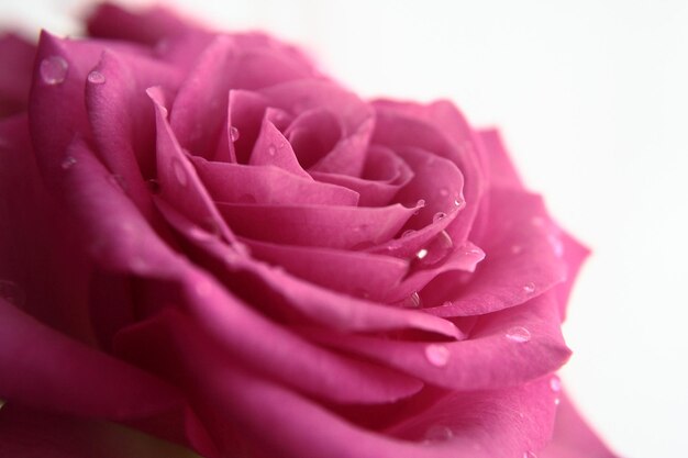 ⁇ 색 배경 에 분홍색 장미 에 있는 물방울 의 클로즈업