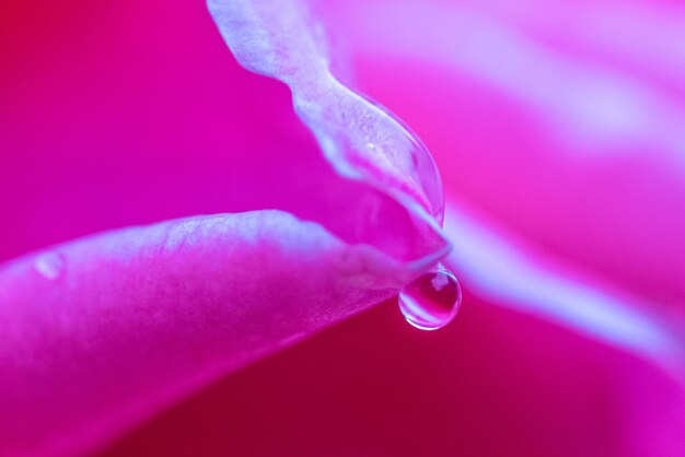 Photo close-up of water drops on pink rose flower